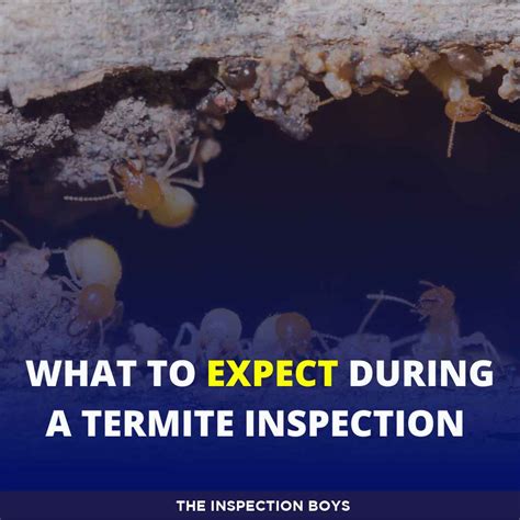 termite inspection moisture meter|termite inspection what to expect.